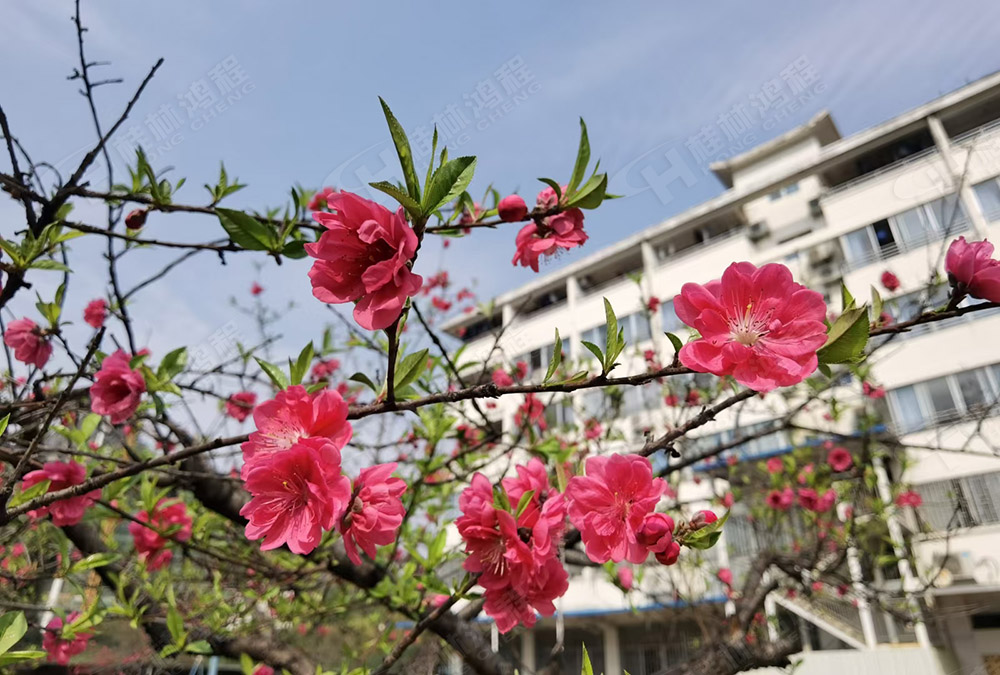 桂林鴻程花團(tuán)錦簇，滿園春色，邀您一起共賞春景，共商大計(jì)！